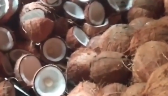超级电容器的核心原料之一小椰壳